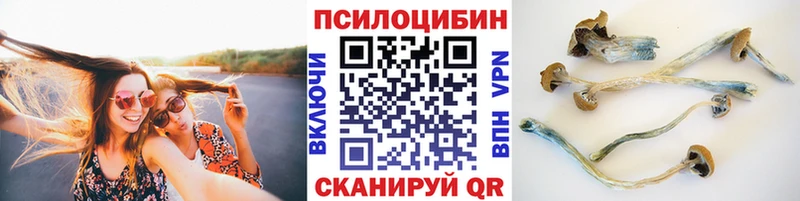 Псилоцибиновые грибы Psilocybe  где купить наркотик  блэк спрут   Гвардейск 